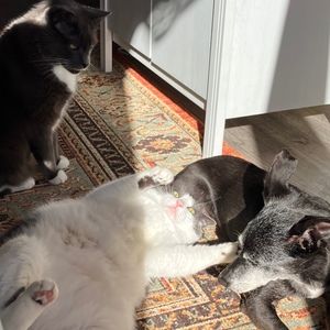 Meet your Posher, Roman